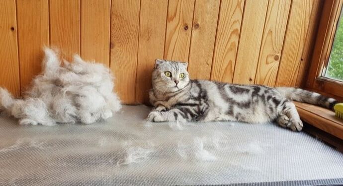 Evcil Hayvan Besleyenlerin En Çok Söylediği 5 Yalan Nedir Açıklıyorum!