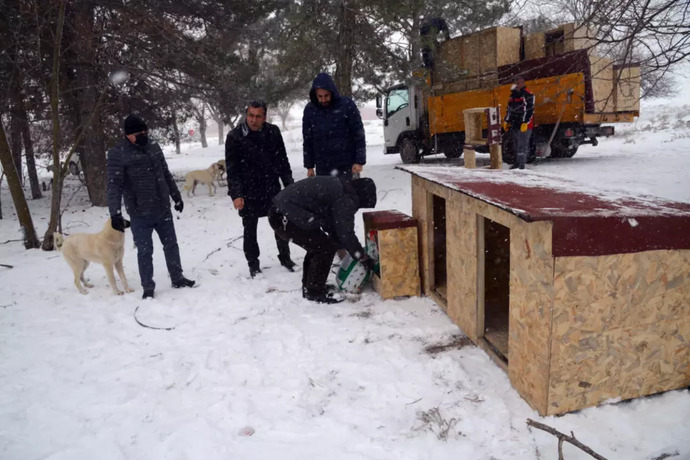 Kış Aylarında Sokak Hayvanlarına Bakma