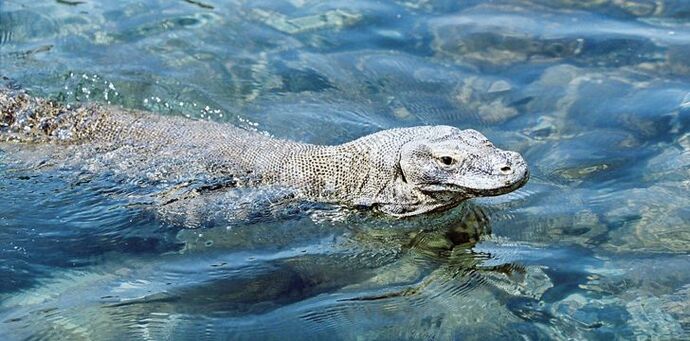 Komodo Ejderleri Hakkında Merak Edilenler