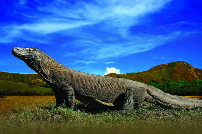 Komodo Ejderleri Hakkında Merak Edilenler