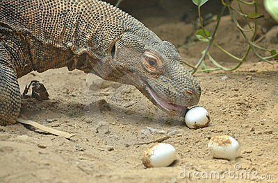 Komodo Ejderleri Hakkında Merak Edilenler