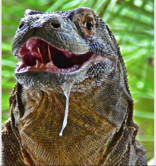 Komodo Ejderleri Hakkında Merak Edilenler