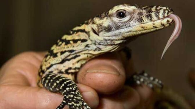 Komodo Ejderleri Hakkında Merak Edilenler