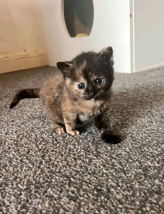 Yavru Kedi Eve İlk Geldiğinde Yapılması Gereken 4 Şey