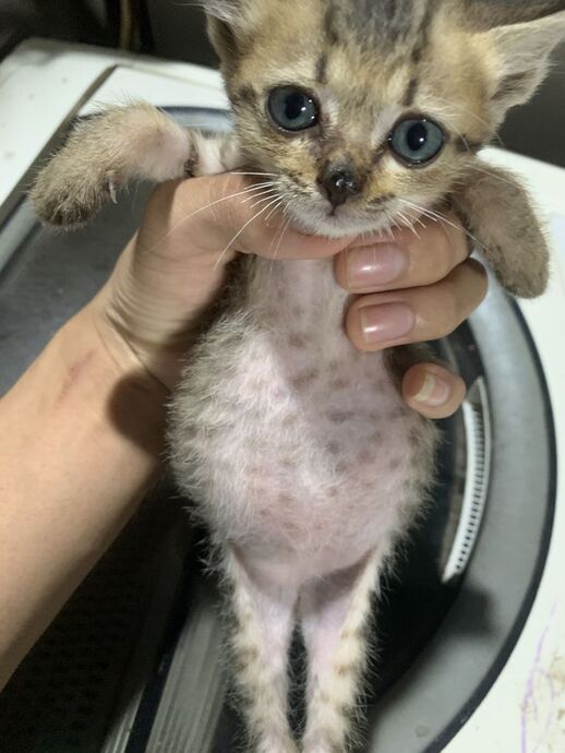 Yavru Kedi Eve İlk Geldiğinde Yapılması Gereken 4 Şey