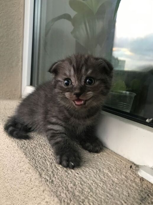 Yavru Kedi Eve İlk Geldiğinde Yapılması Gereken 4 Şey