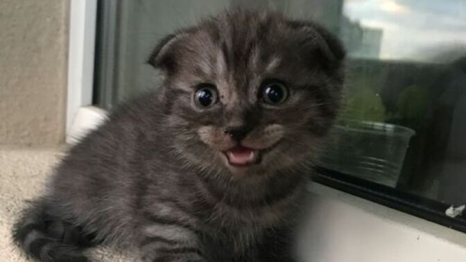Yavru Kedi Eve İlk Geldiğinde Yapılması Gereken 4 Şey