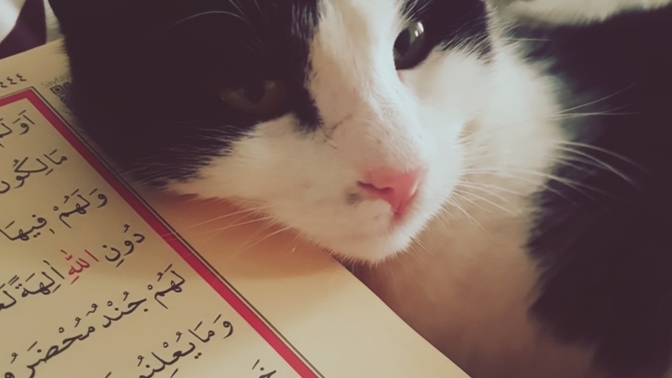"Kur’an’la Kalbim Nasıl Dirildi? Günlük Hayatta Bir Sayfa Kur’an Okumanın Mucizesi"