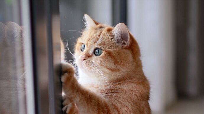 Kediler Evde Tek Başına Sıkılır mı? İkinci Kedi Şart mı? 🩺🐾
