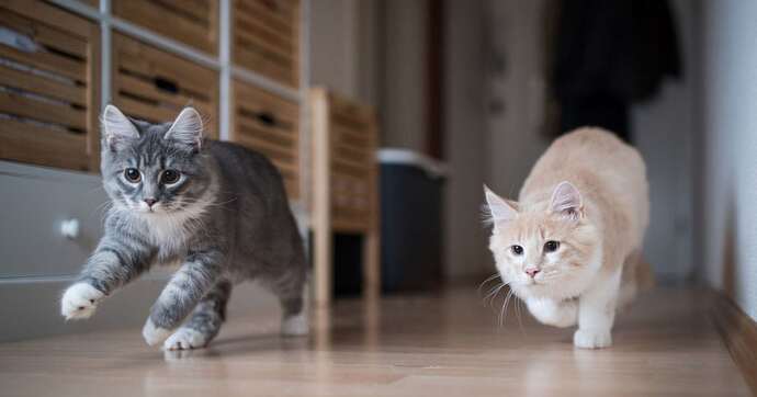 Kediler Evde Tek Başına Sıkılır mı? İkinci Kedi Şart mı? 🩺🐾