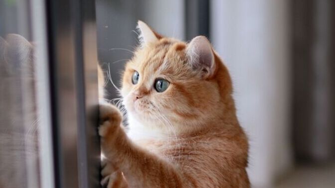 Kediler Evde Tek Başına Sıkılır mı? İkinci Kedi Şart mı? 🩺🐾