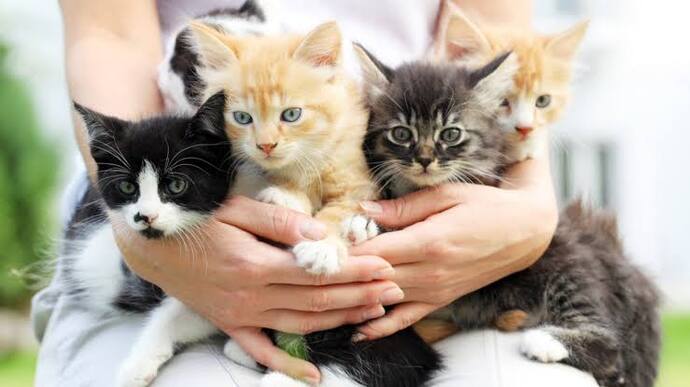 Kedi sahiplenme sürecinde neler yapılmalı?