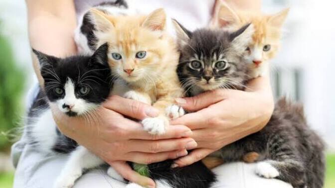 Kedi sahiplenme sürecinde neler yapılmalı?