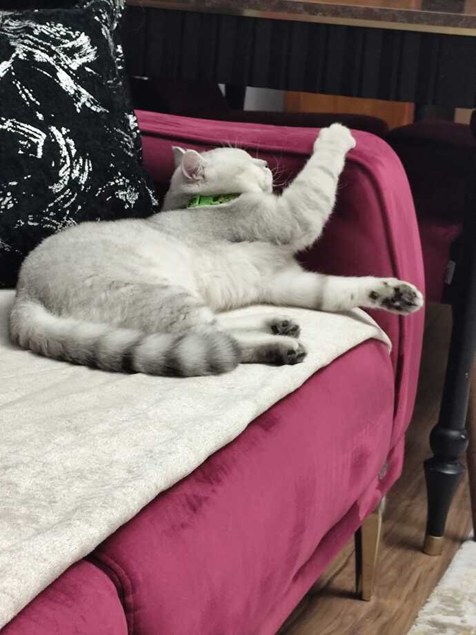 "MaşAllah"