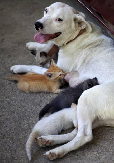 Kedi Yavruları Köpeğin Sütünü İçebilir Mi