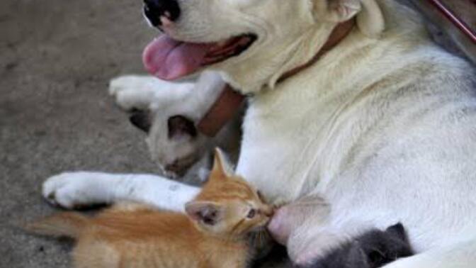 Kedi Yavruları Köpeğin Sütünü İçebilir Mi