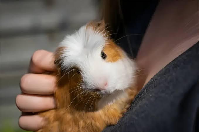 Minik Dostumuz Guinea Pig Çocuklu Aileler İçin Bakım Rehberi