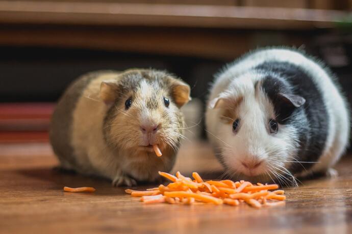 Minik Dostumuz Guinea Pig Çocuklu Aileler İçin Bakım Rehberi