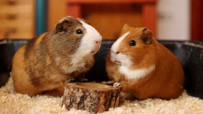 Minik Dostumuz Guinea Pig Çocuklu Aileler İçin Bakım Rehberi