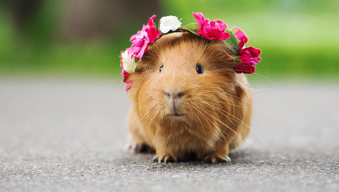 Minik Dostumuz Guinea Pig Çocuklu Aileler İçin Bakım Rehberi