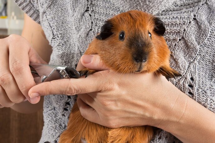 Minik Dostumuz Guinea Pig Çocuklu Aileler İçin Bakım Rehberi
