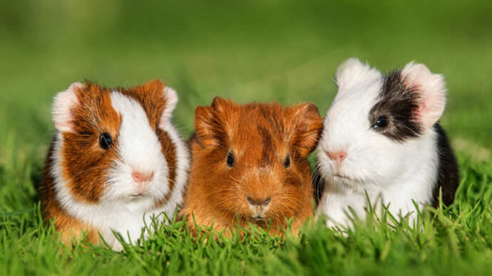 Minik Dostumuz Guinea Pig Çocuklu Aileler İçin Bakım Rehberi