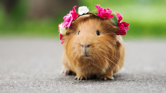 Minik Dostumuz "Guinea Pig" Çocuklu Aileler İçin Bakım Rehberi
