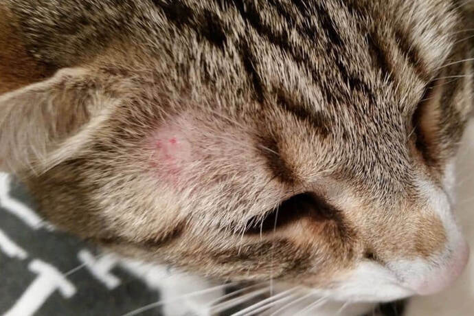Kedinizin Gizli Düşmanı: Parazitler Hakkında Her Şey 🐱🔍