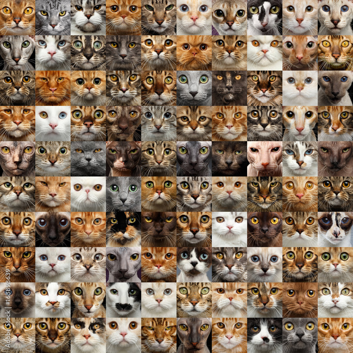Kedinizin Gizli Düşmanı: Parazitler Hakkında Her Şey 🐱🔍