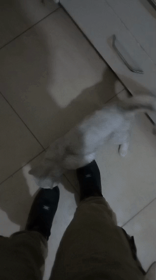 Kedinizde Eksik Olduğunda Körlüğe Yol Açan O Amino Asit: TAURİN