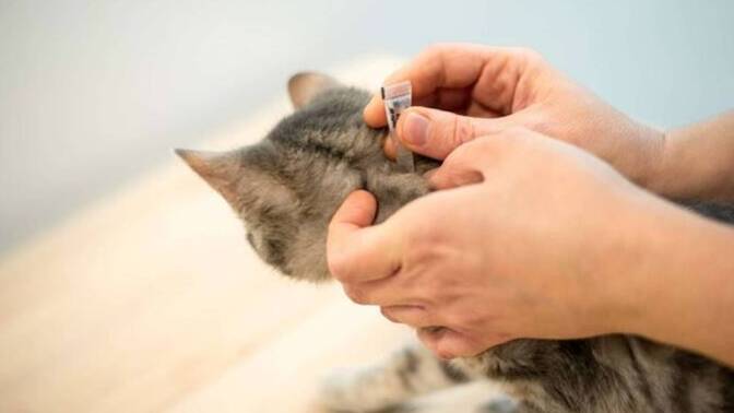🐾 Kedilerimizde Parazit Tehlikesi: Görünmez Düşmanlara Karşı Rehberimiz