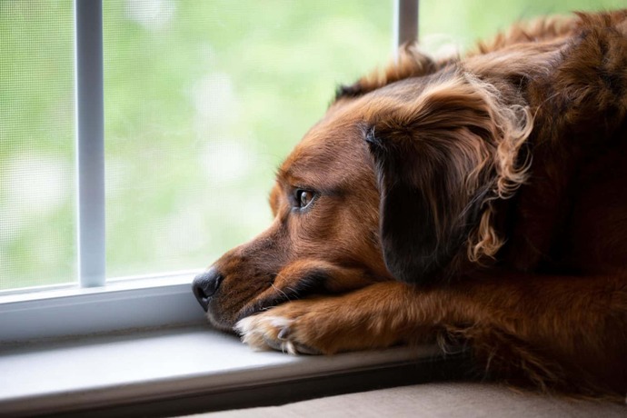 Depresyondaki Köpeğiniz Sizinle Konuşuyor Olabilir!