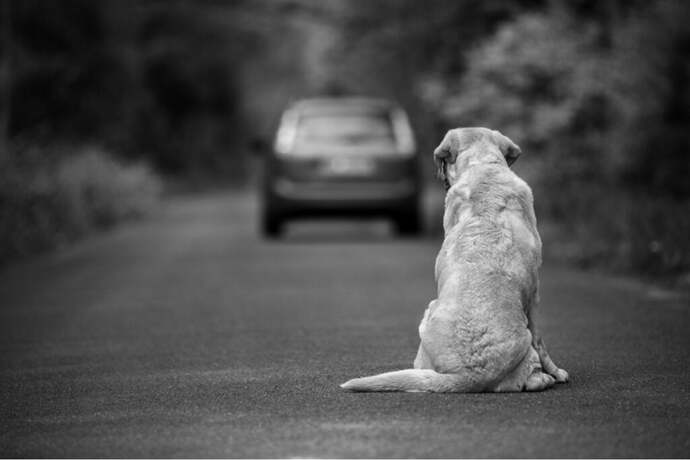 Depresyondaki Köpeğiniz Sizinle Konuşuyor Olabilir!
