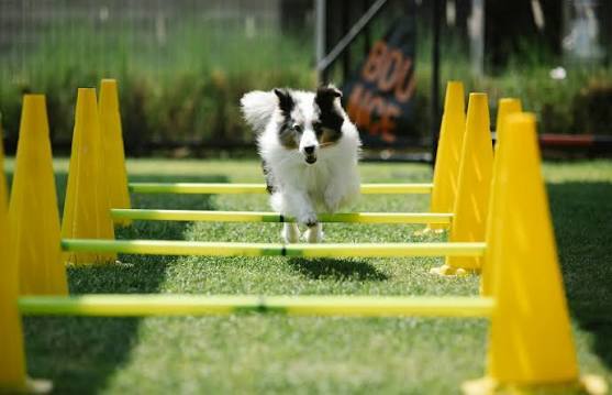 Depresyondaki Köpeğiniz Sizinle Konuşuyor Olabilir!