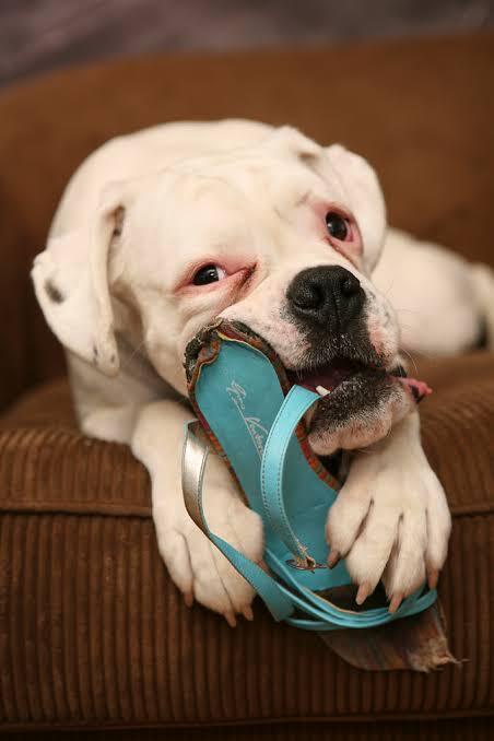 Depresyondaki Köpeğiniz Sizinle Konuşuyor Olabilir!