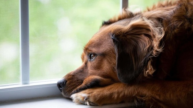 Depresyondaki Köpeğiniz Sizinle Konuşuyor Olabilir!