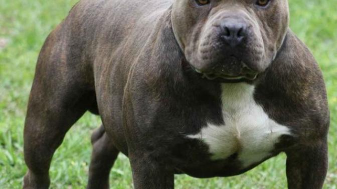 Pitbull Cinsi Köpekler Neden Saldırır?