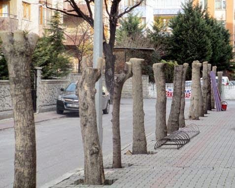 Eli Hızarlı Seri Katillerle Ülkemizin Park ve Bahçe Anlayışı..