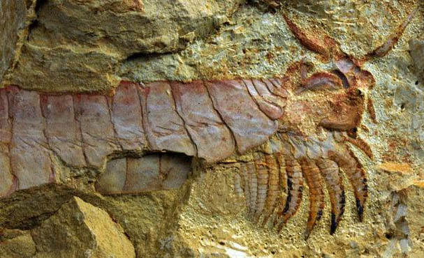 Bugüne Kadar Bulunan En İlginç Hayvan Fosilleri KizlarSoruyor