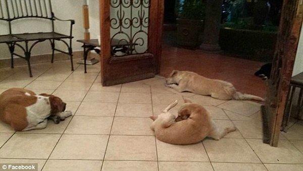 Margarita'yı Son Yolculuğuna Uğurlayan Sokak Köpekleri