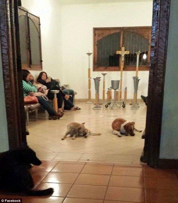Margarita'yı Son Yolculuğuna Uğurlayan Sokak Köpekleri