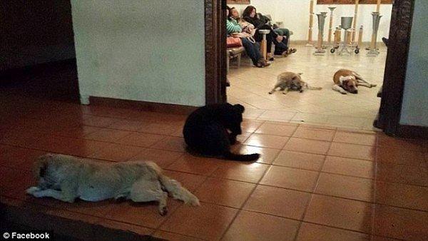 Margarita'yı Son Yolculuğuna Uğurlayan Sokak Köpekleri