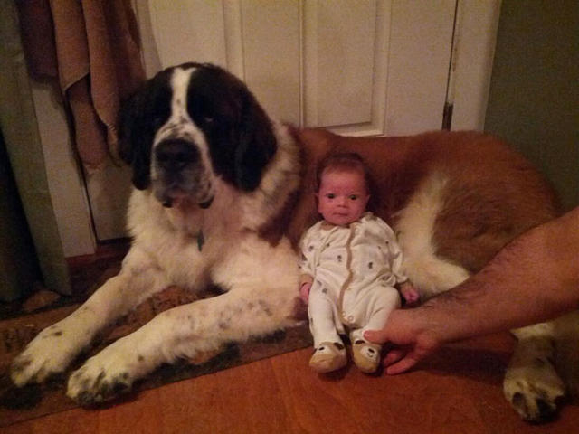 Köpeklerin Bebeklerle Olan İnanılmaz Dostluğu