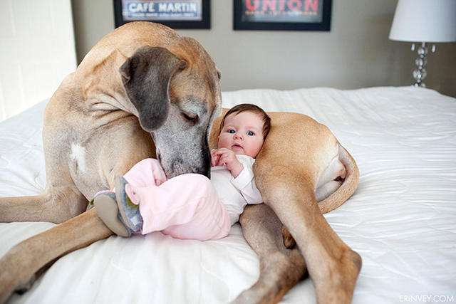 Köpeklerin Bebeklerle Olan İnanılmaz Dostluğu