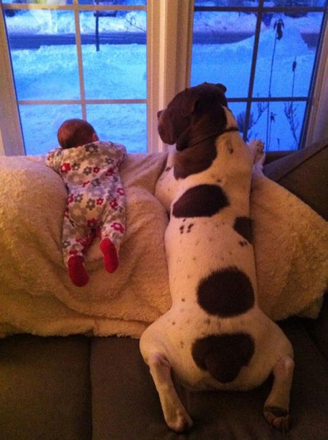 Köpeklerin Bebeklerle Olan İnanılmaz Dostluğu