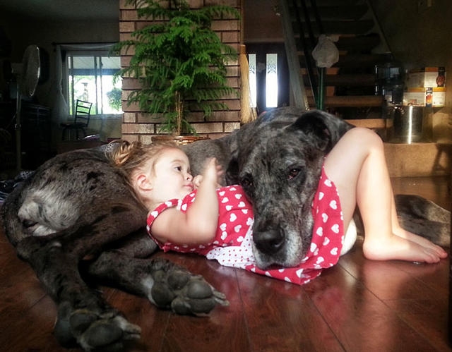Köpeklerin Bebeklerle Olan İnanılmaz Dostluğu