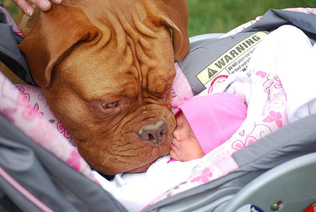 Köpeklerin Bebeklerle Olan İnanılmaz Dostluğu