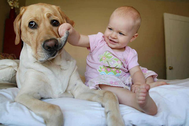 Köpeklerin Bebeklerle Olan İnanılmaz Dostluğu