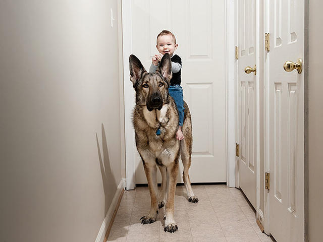 Köpeklerin Bebeklerle Olan İnanılmaz Dostluğu