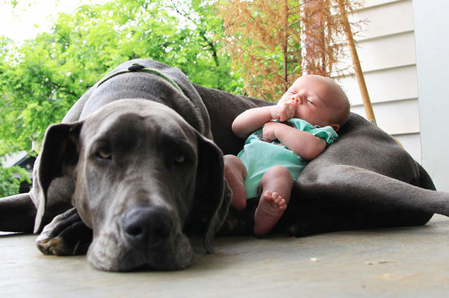 Köpeklerin Bebeklerle Olan İnanılmaz Dostluğu